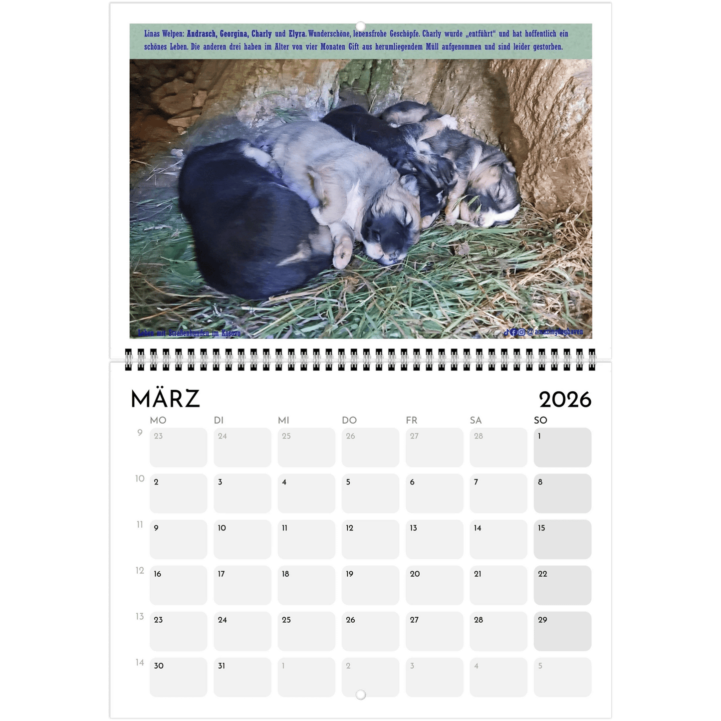 Kalender 2026 - A4 und aufgeklappt A3 - Leben mit Straßenhunden im Kosovo - PrintsyNook