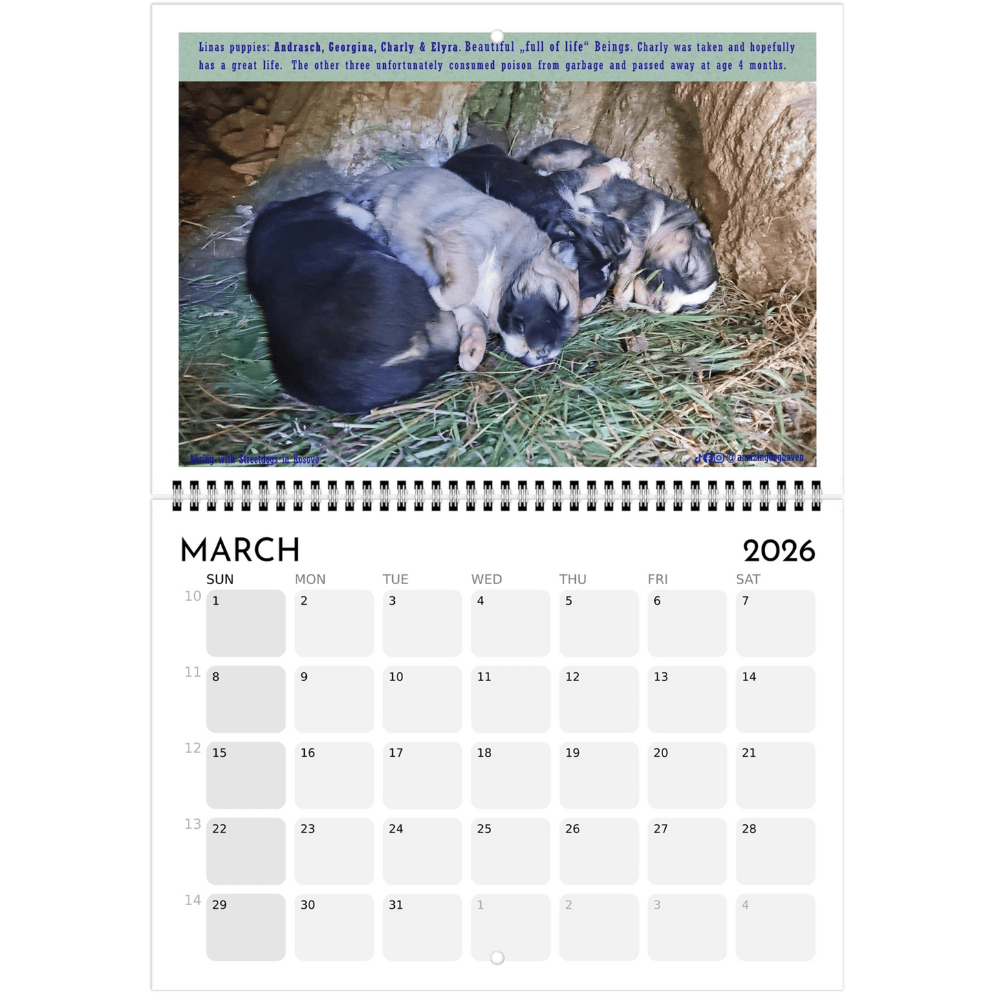 Living with Streetdogs in Kosovo – Captivating Photos Supporting Natural Habitats - PrintsyNook