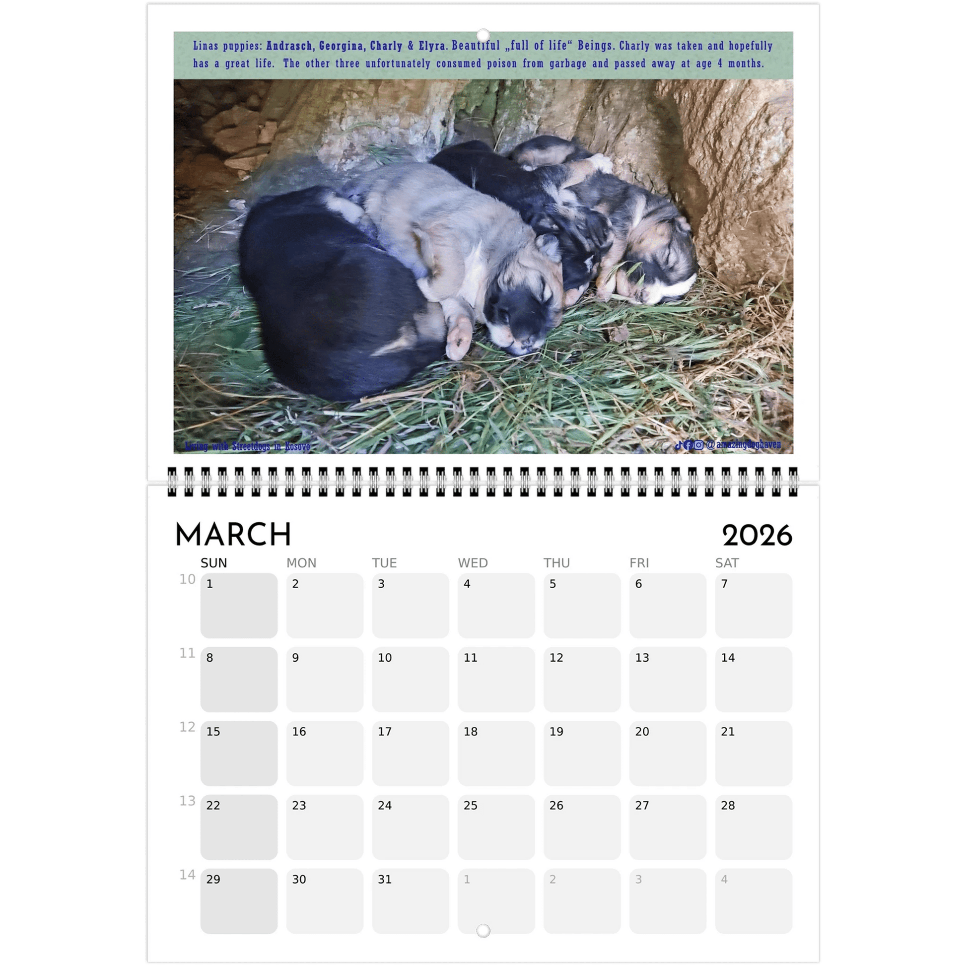 Living with Streetdogs in Kosovo – Captivating Photos Supporting Natural Habitats - PrintsyNook